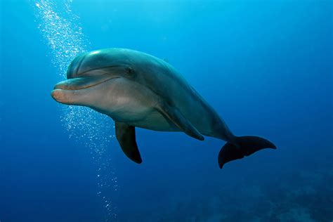 The spellbinding abilities of young dolphins' blue magic